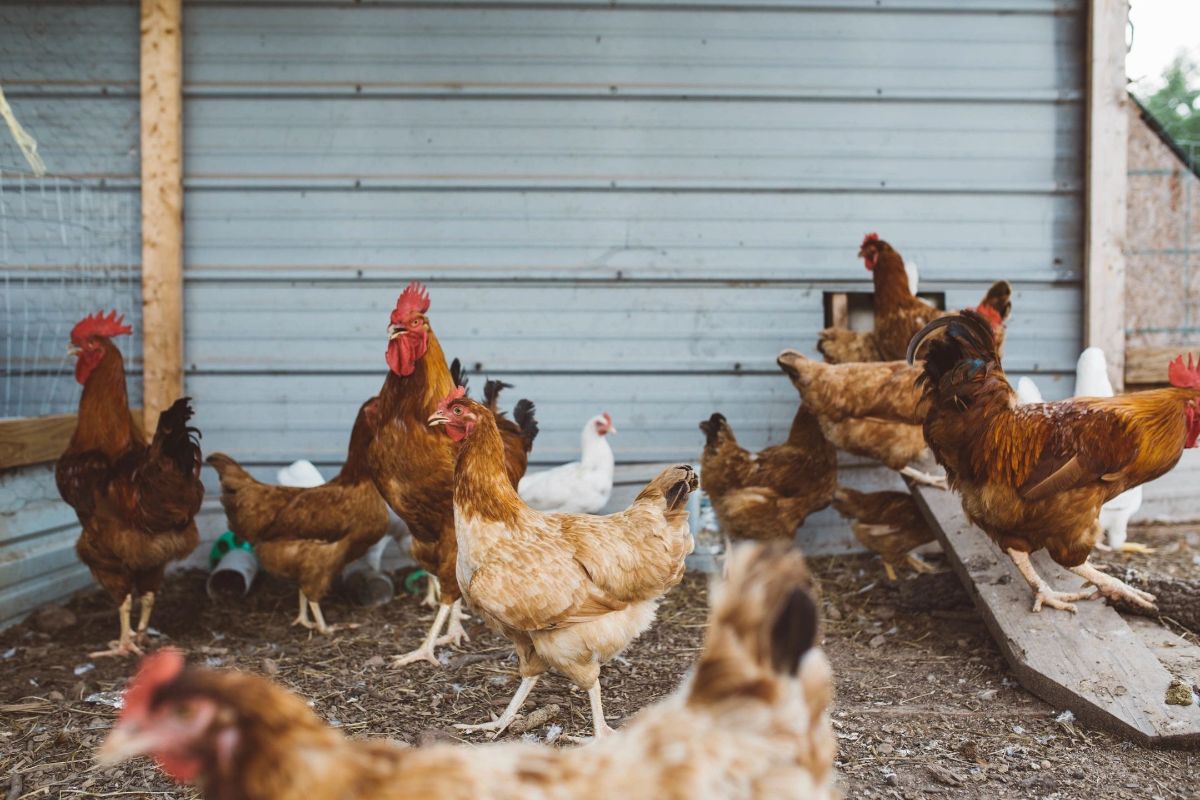 Hens