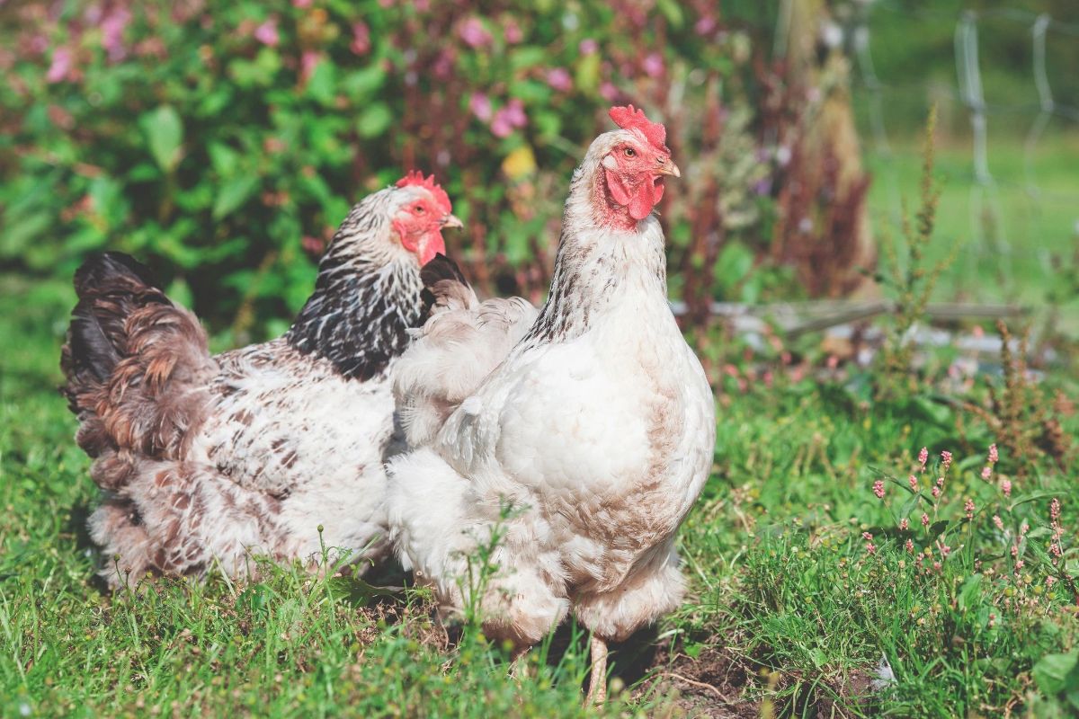 Hens
