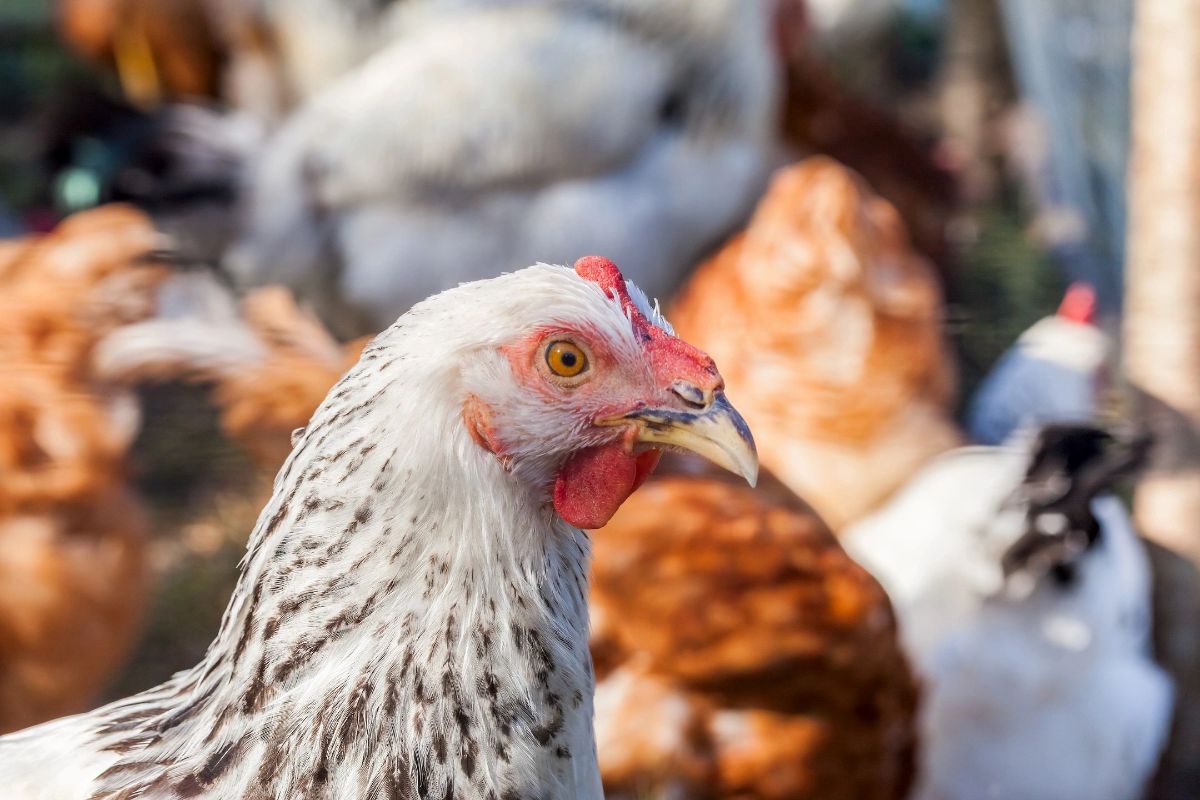 Hens